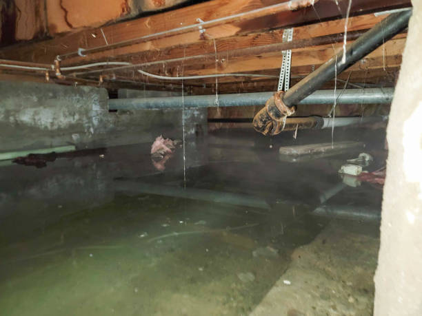 Best Water damage contractors near me  in Tipton, IN